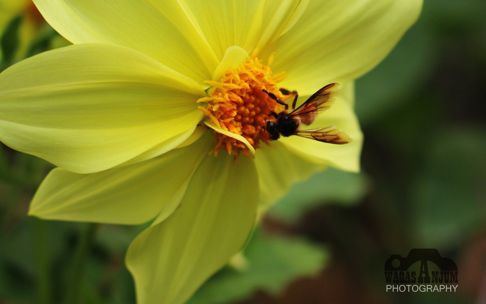 insects nature leaf summer flora flower bright pollen growth outdoors