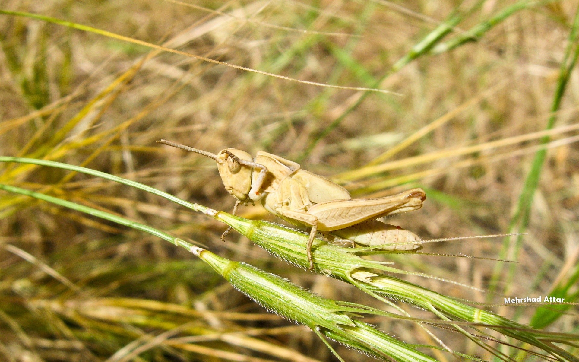 insects nature wildlife grass insect outdoors animal little summer close-up wild leaf flora grasshopper invertebrate environment garden color close