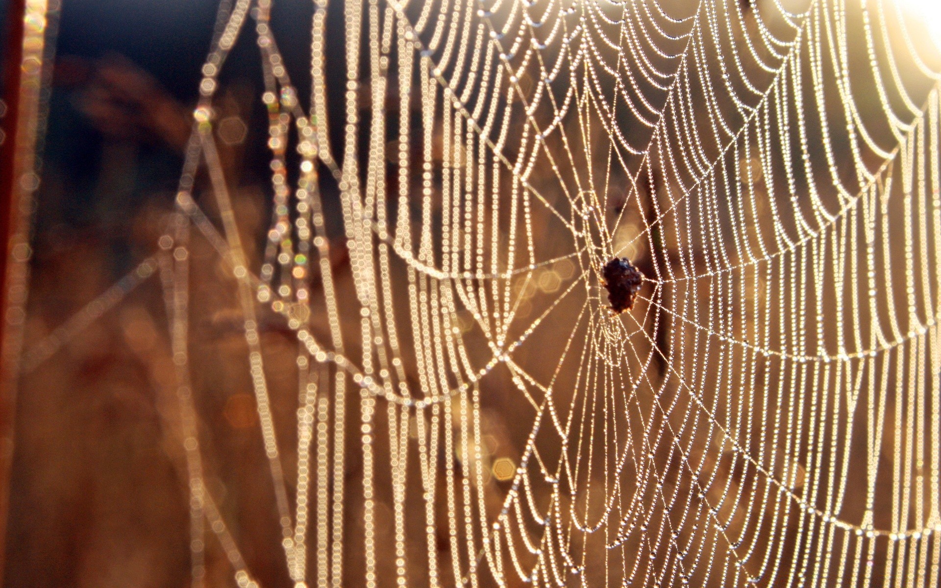 insekten spinne spinnennetz falle spinnennetz spinnentiere web faden insekt muster natur desktop tau halloween seide schließen gefahr