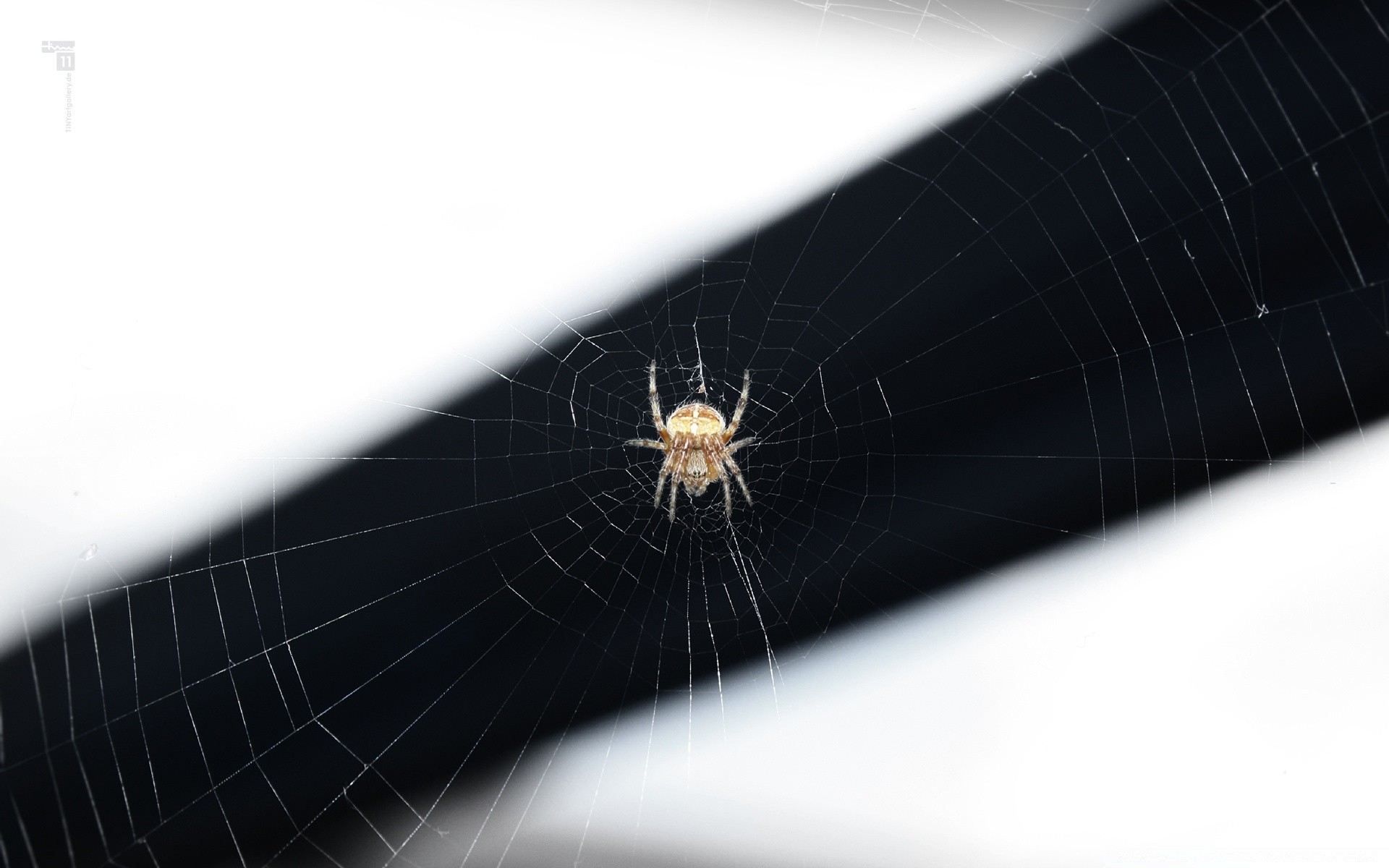 insects spider arachnid spiderweb cobweb trap insect creepy web fear close-up desktop close connection phobia danger invertebrate