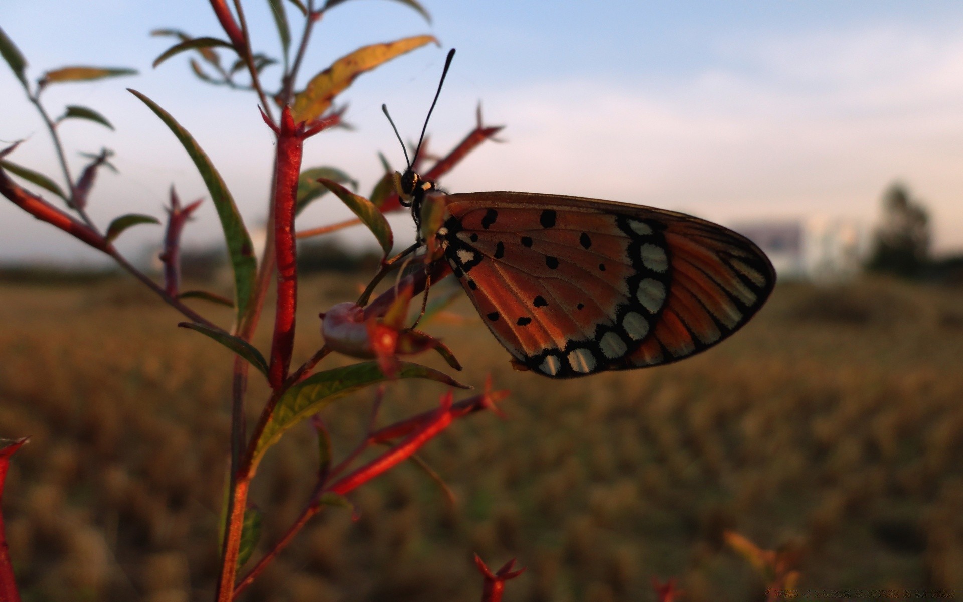 butterfly insect nature wildlife invertebrate flower outdoors color wing summer biology leaf flora close-up garden fly antenna animal wild