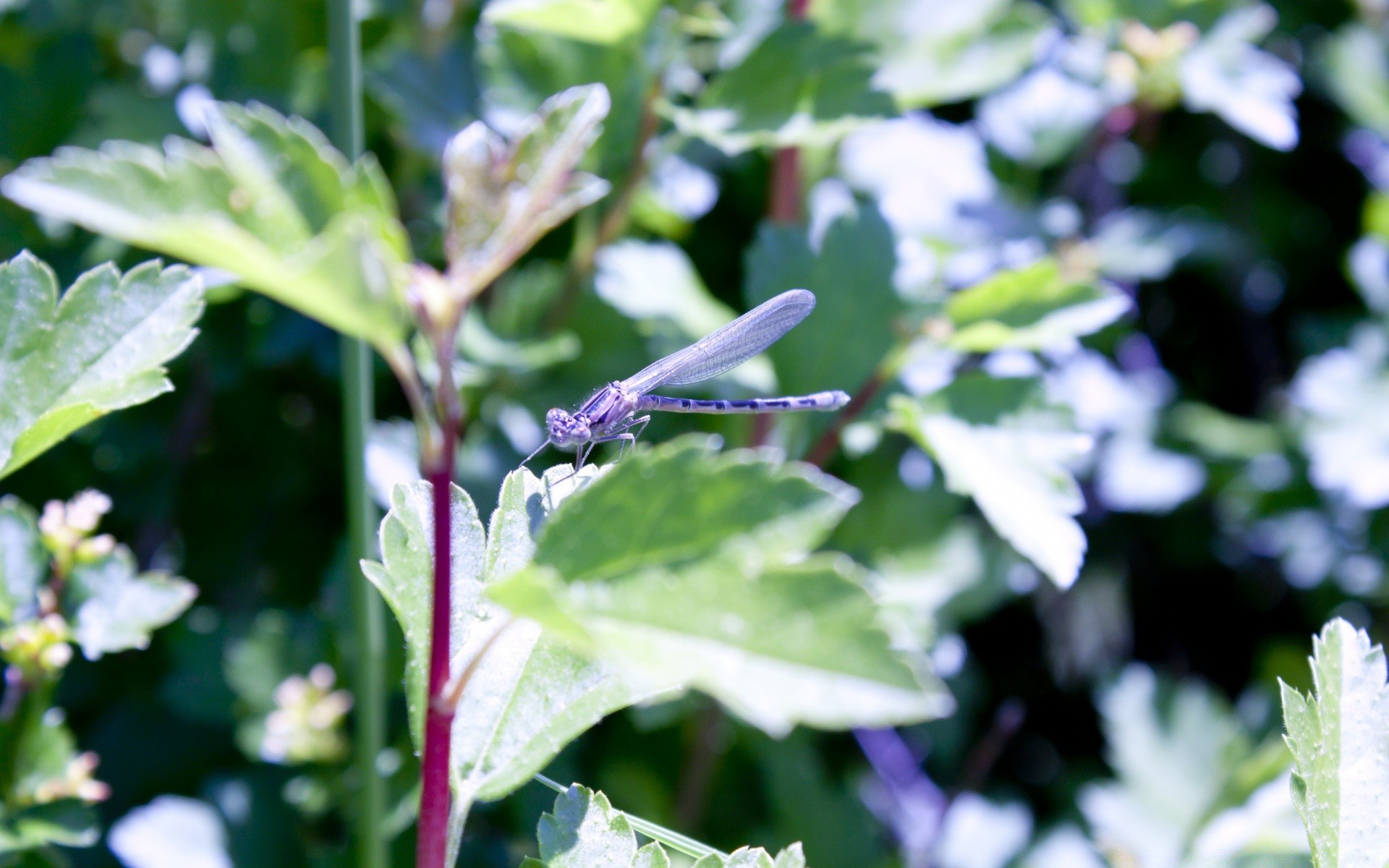 insekten natur flora blatt blume sommer garten wachstum im freien saison hell farbe gutes wetter schließen blühen blumen