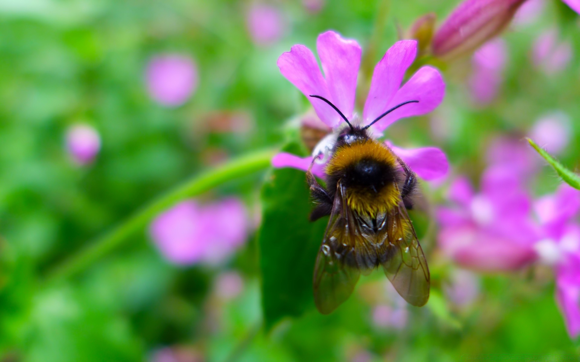 insectos naturaleza abeja flor insecto polen verano flora miel jardín al aire libre salvaje hoja primer plano hierba polinización pétalo heno pequeño néctar