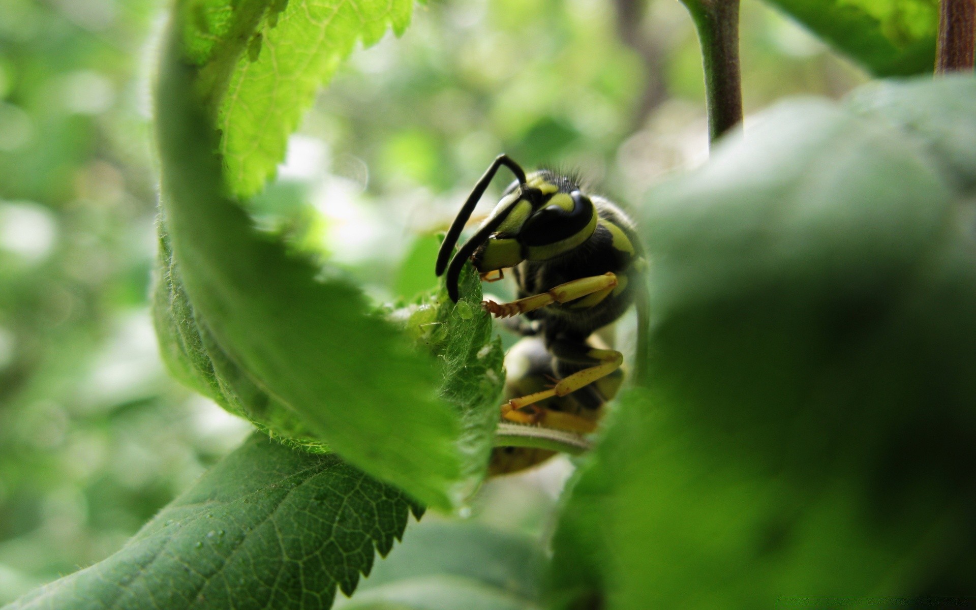 insekten natur insekt blatt im freien flora wenig sommer essen garten schließen tier farbe tierwelt biologie umwelt käfer