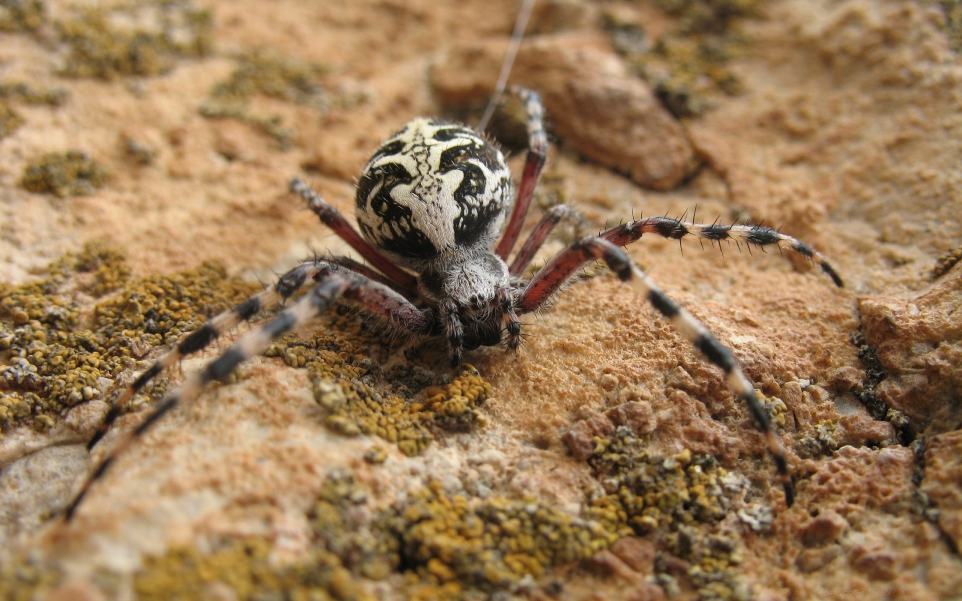 owady bezkręgowce natura owad dzikiej przyrody zwierząt pająk dziki na zewnątrz małe zbliżenie chrząszcz pajęczak creepy blisko przerażające środowiska