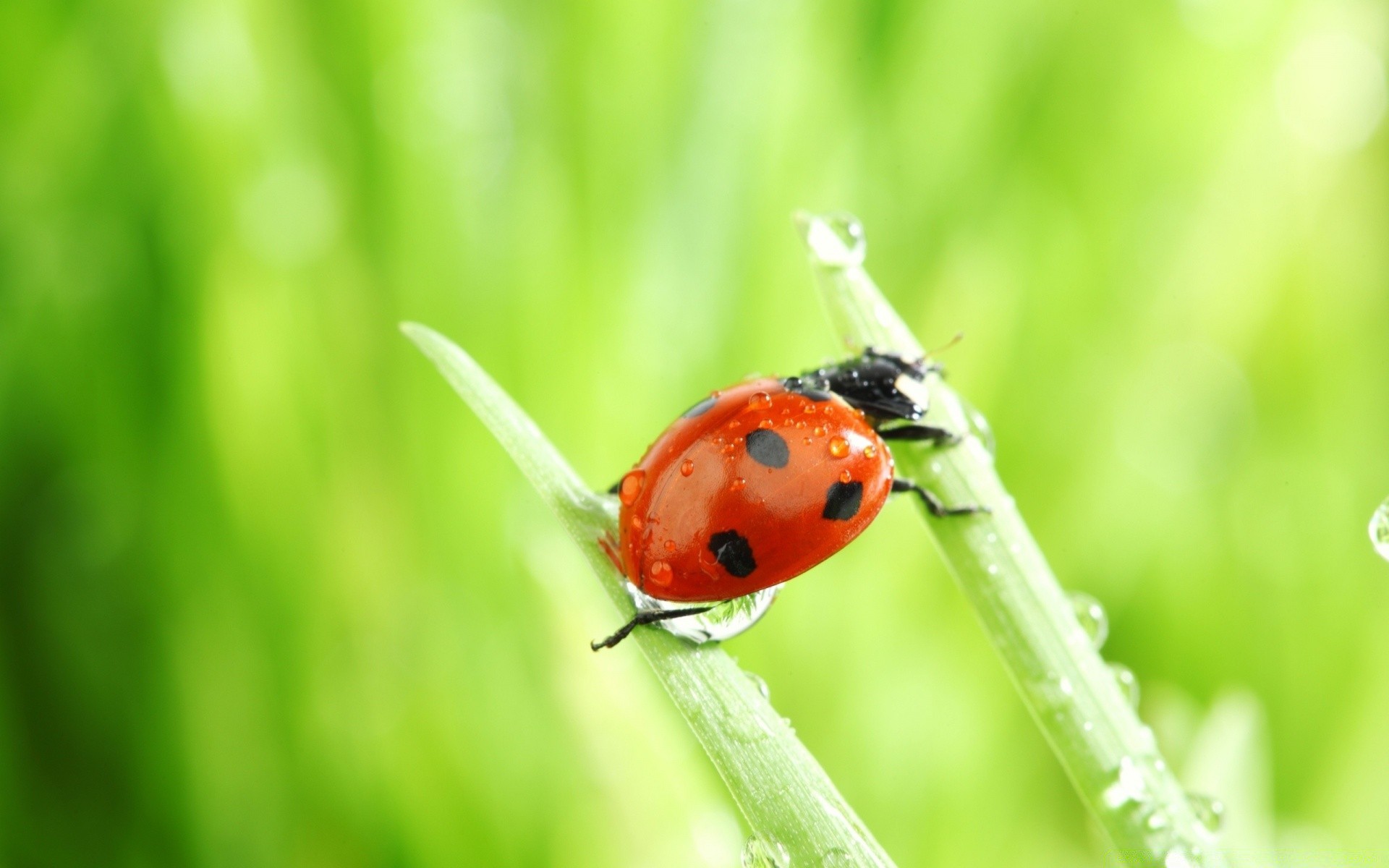 insekten marienkäfer insekt käfer natur wenig gras biologie blatt sommer winzige im freien flora