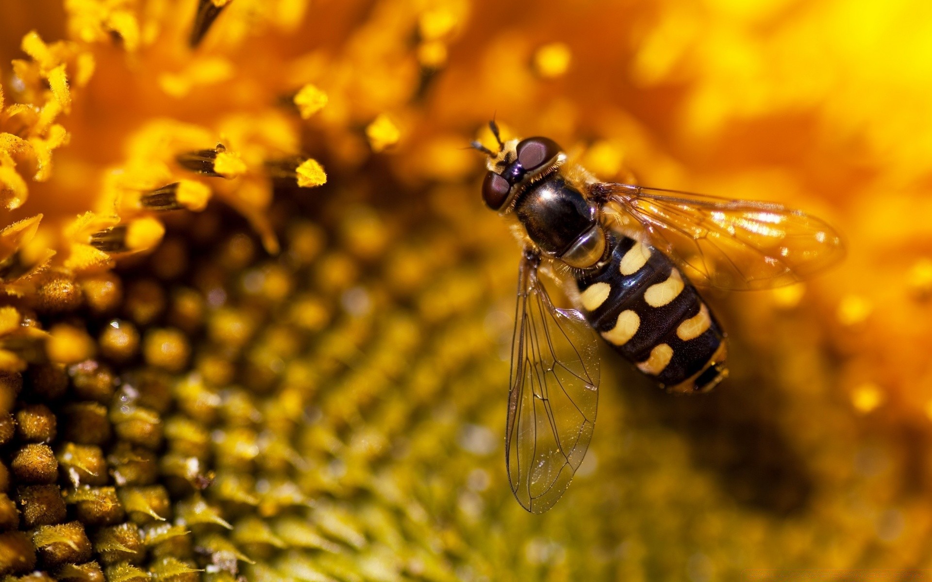 insekten natur insekt im freien sommer biene