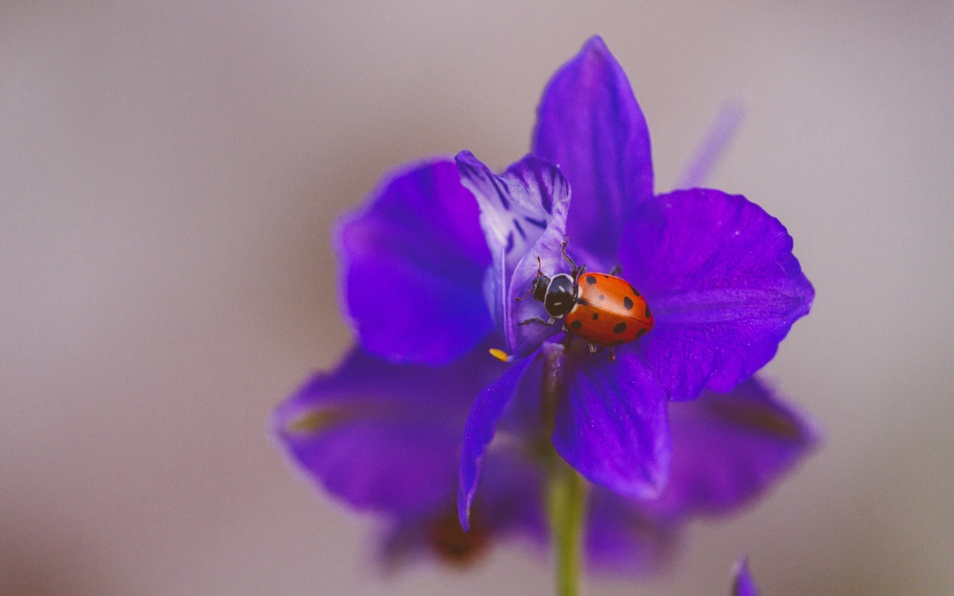 insects flower nature flora leaf blur insect summer petal garden