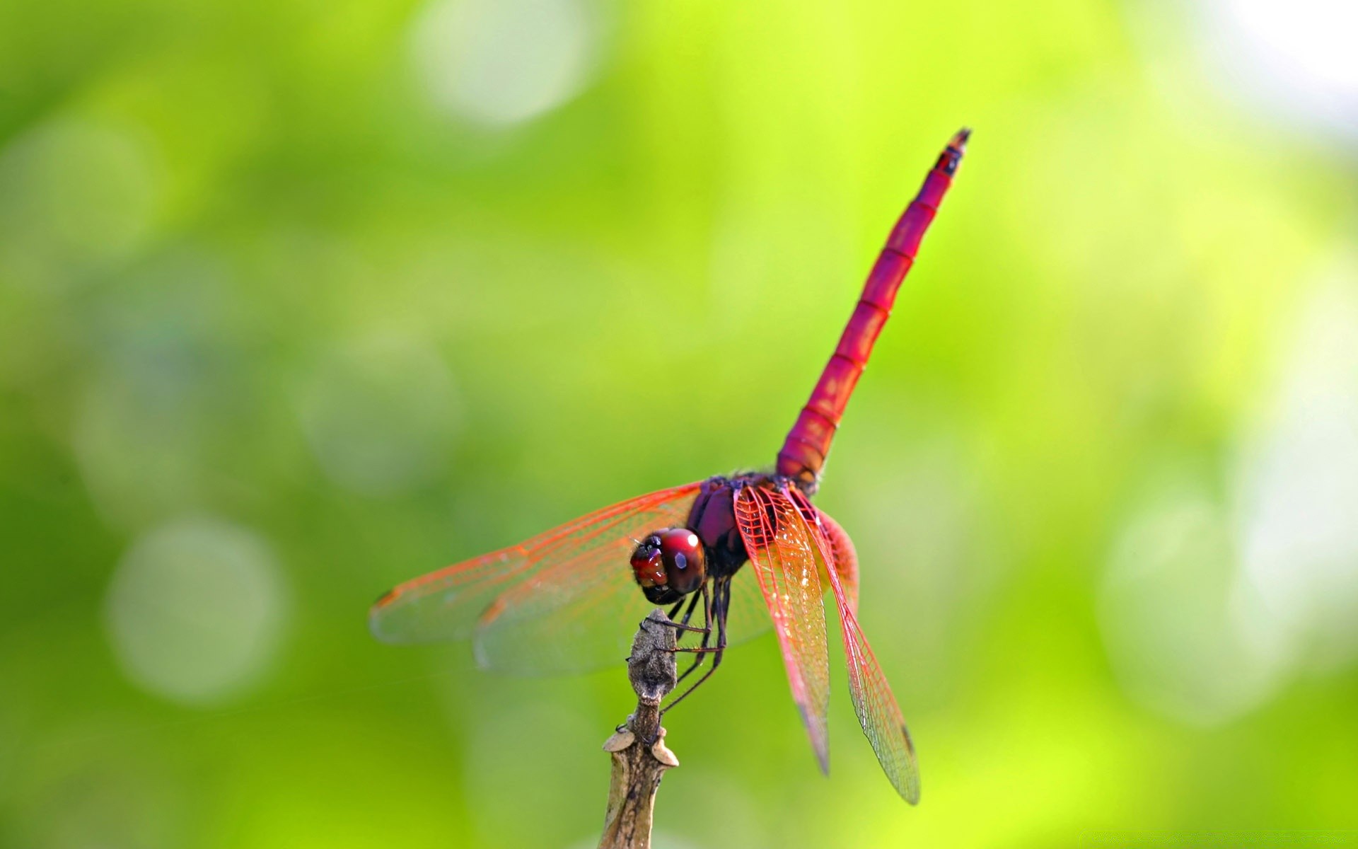 insects nature insect leaf wildlife blur summer outdoors