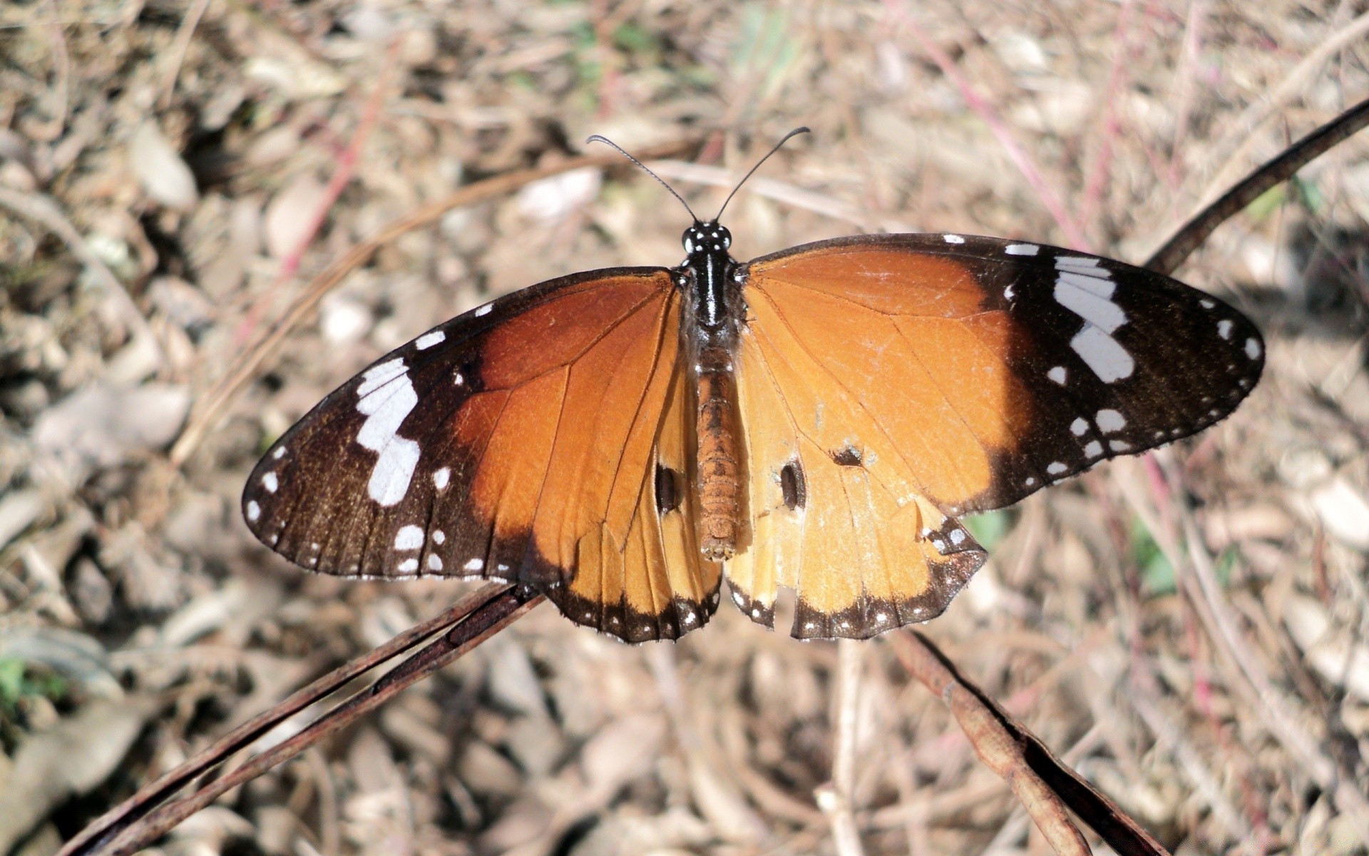 insetti farfalla insetto natura invertebrati all aperto fauna selvatica estate monarca ala animale selvaggio lepidotteri antenna delicato abbastanza singolo foglia ambiente