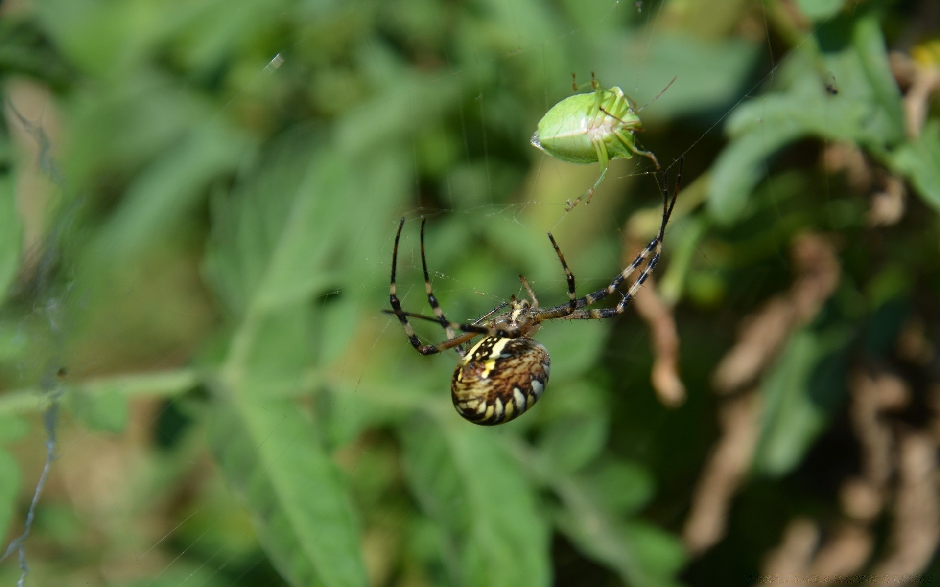 insects nature insect spider leaf outdoors garden flora close-up arachnid wildlife summer invertebrate environment wild animal