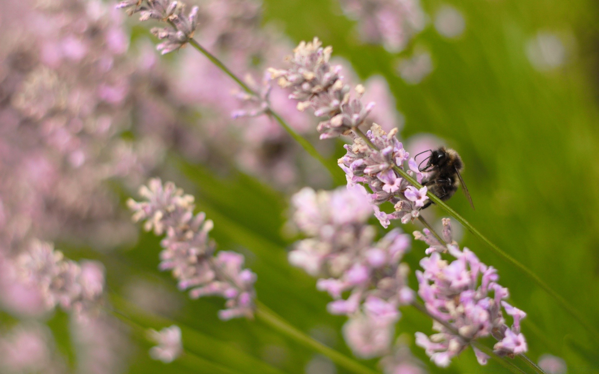 insects flower nature flora garden insect leaf blooming summer petal bee floral close-up outdoors season color lavender wild perfume