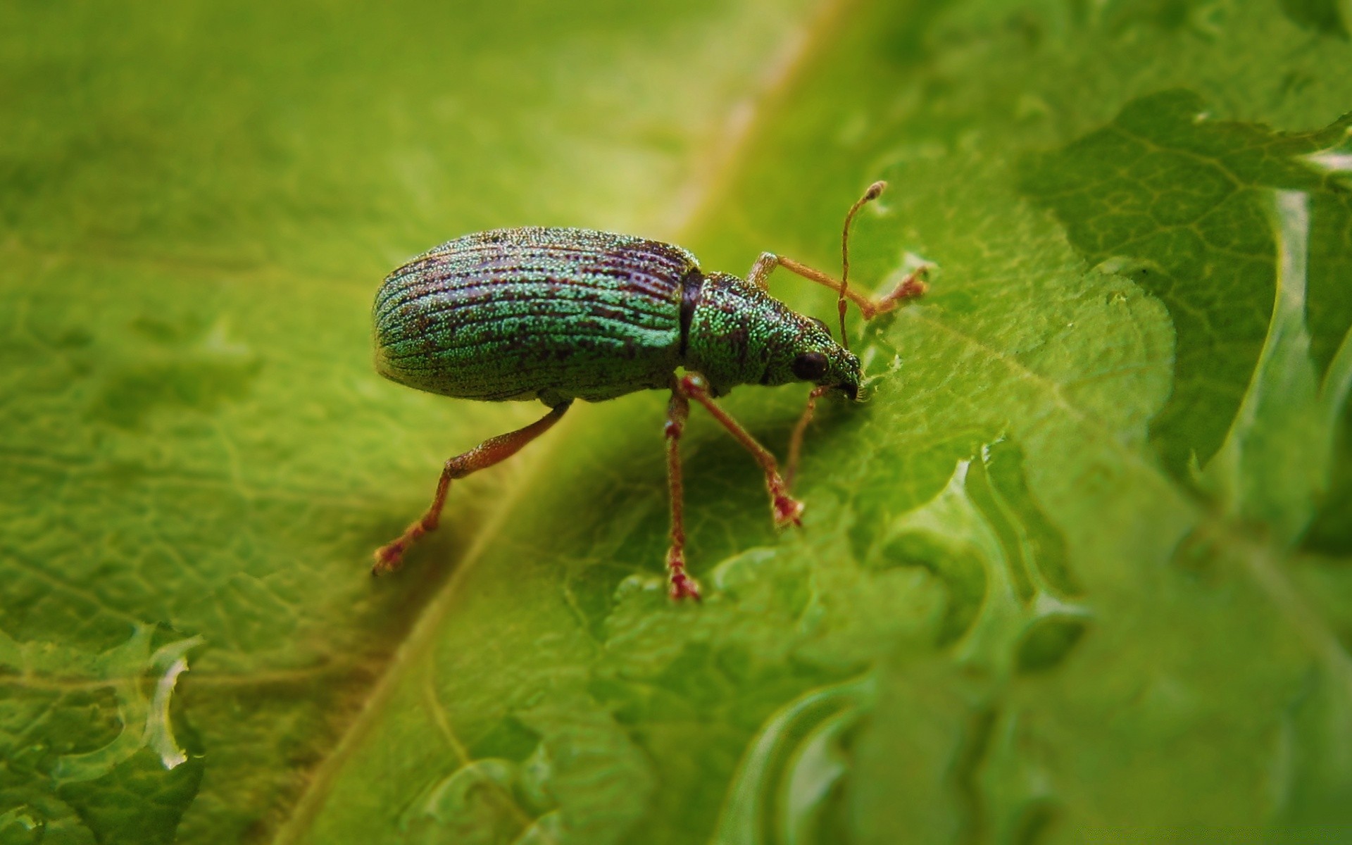 insectes nature animal scarabée insecte faune couleur feuille gros plan invertébrés peu flore à l extérieur environnement jardin à proximité biologie