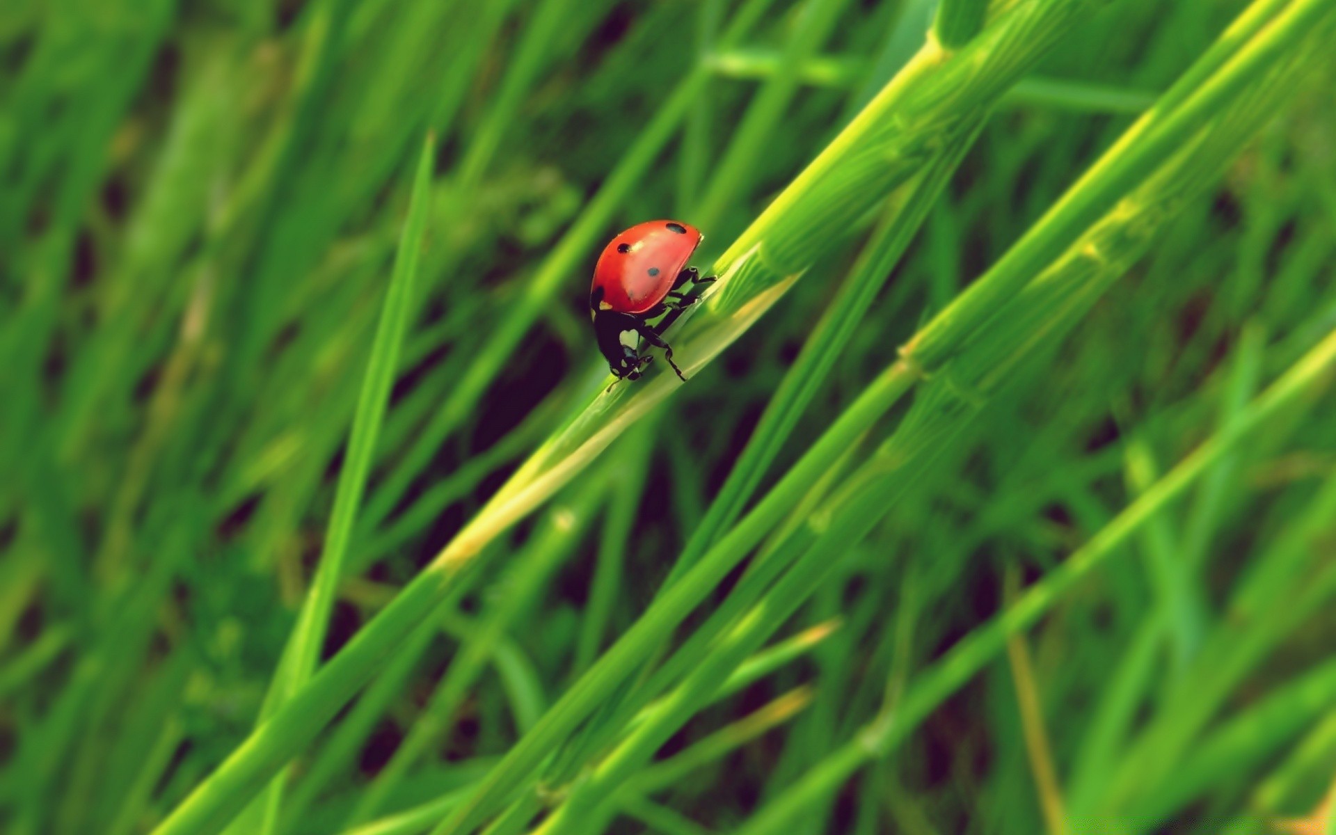 insectes herbe feuille croissance lame flore coccinelle nature pelouse rosée été environnement jardin foin insecte pluie biologie ecologie en plein air chute