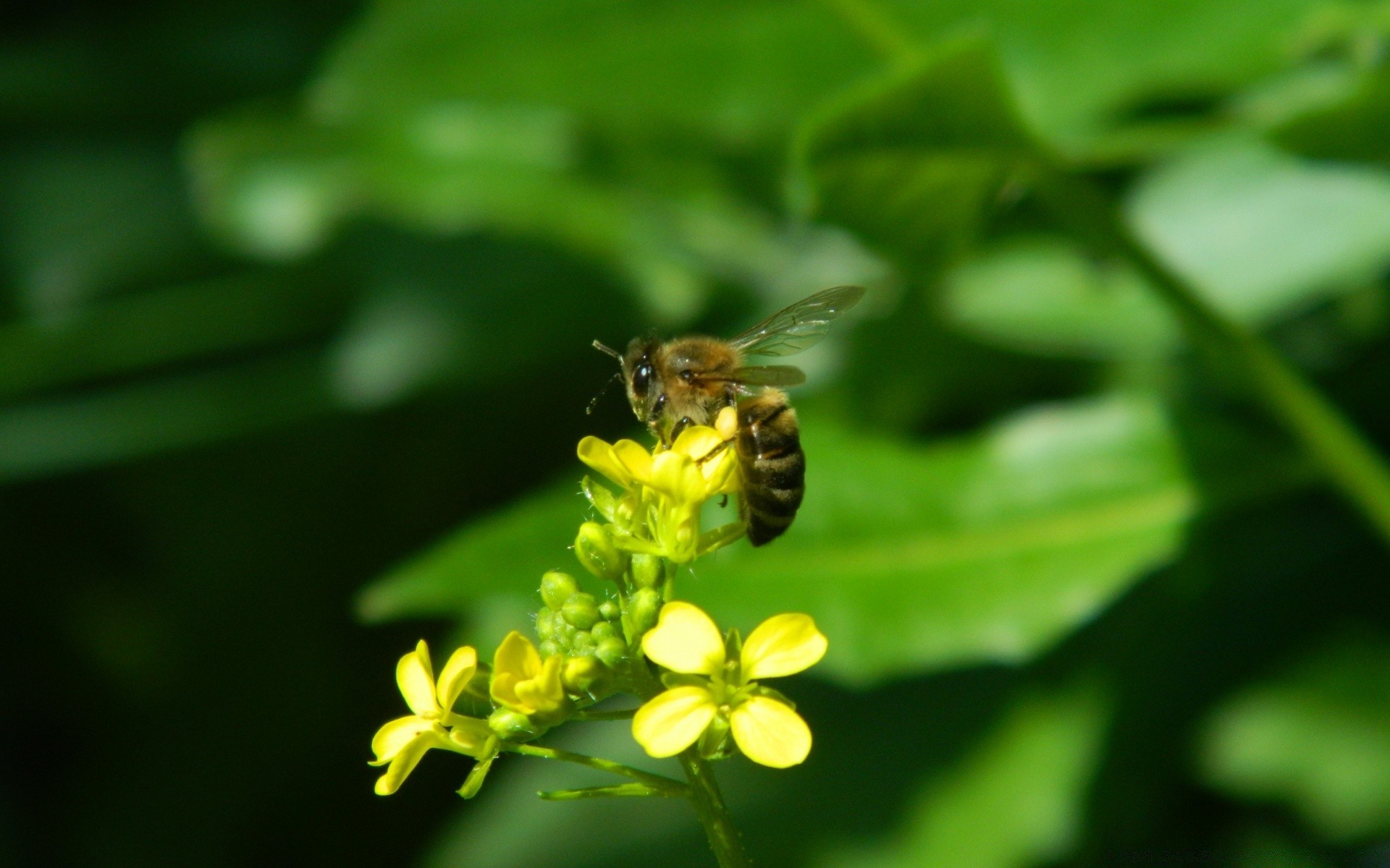 insectos naturaleza insecto abeja hoja verano miel al aire libre flor flora jardín polen