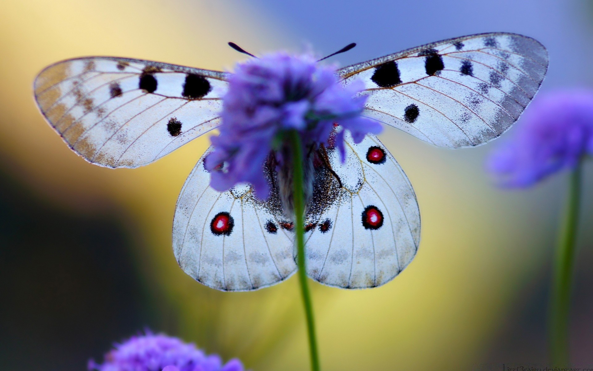 mariposa insecto naturaleza lepidópteros polilla ala vida silvestre flor animal volar verano hermoso delicado invertebrados salvaje al aire libre color jardín entomología