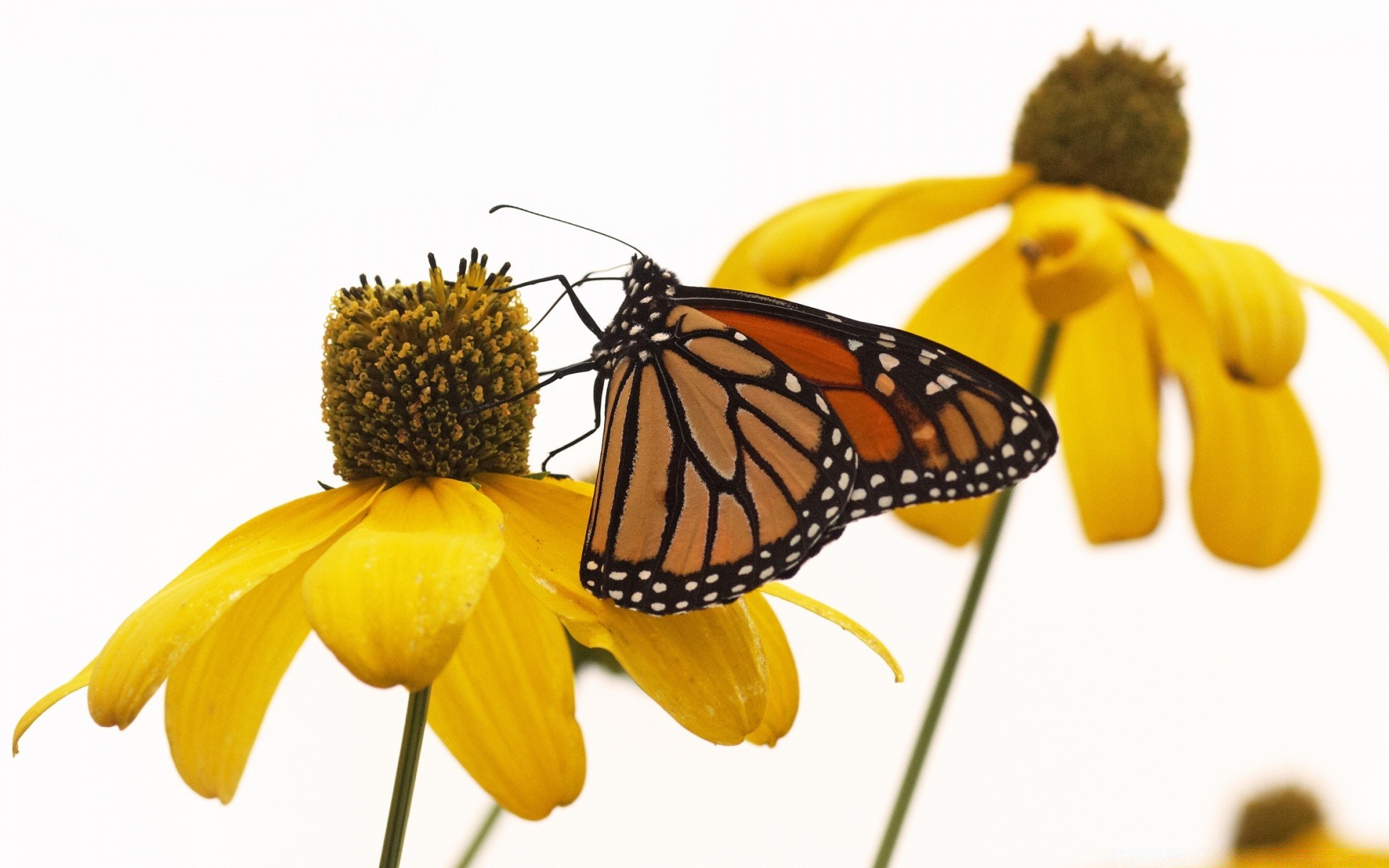 insects butterfly nature insect summer flower beautiful outdoors bright color desktop flora