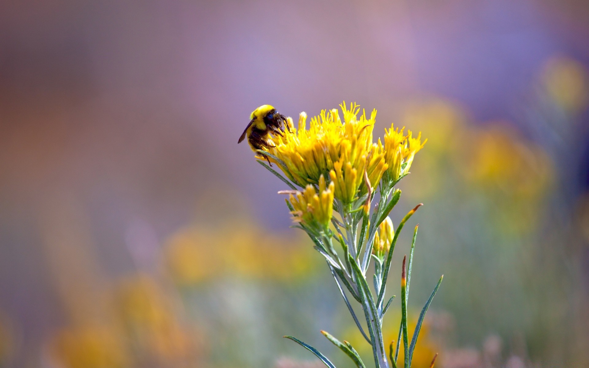 owady natura owad kwiat lato na zewnątrz pszczoła trawa dobra pogoda dziki pole flora słońce sianokosy liść pyłek