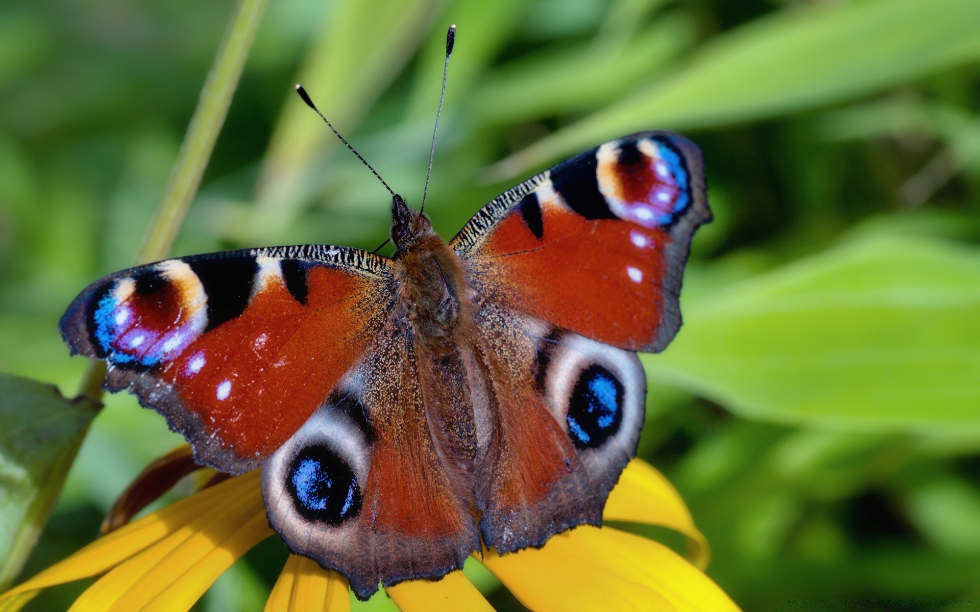 papillon nature insecte animal faune été couleur aile à l extérieur belle peu voler