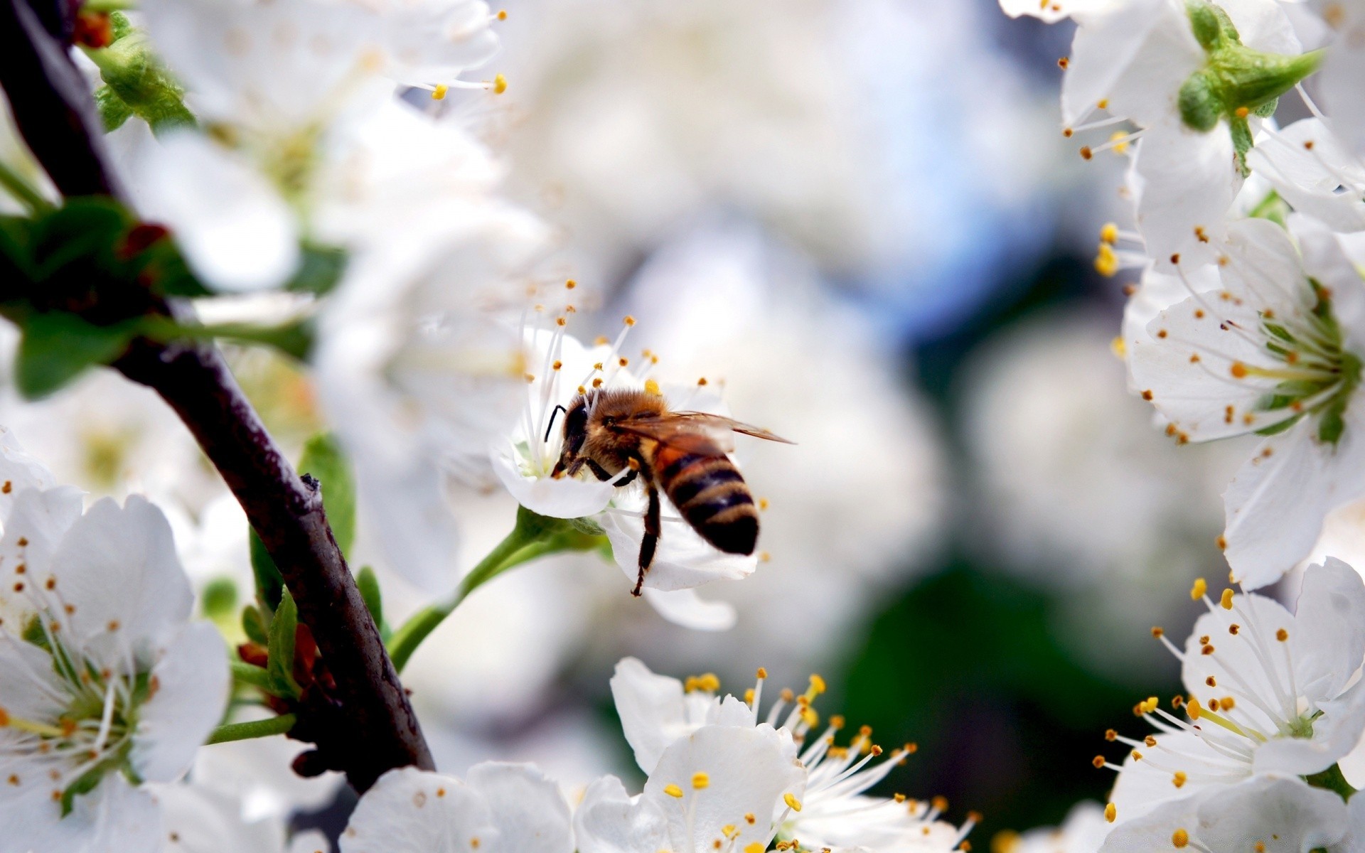 insectos flor abeja insecto naturaleza miel cereza polen manzana polinización flora árbol hoja abejas crecimiento pétalo al aire libre jardín verano amigo