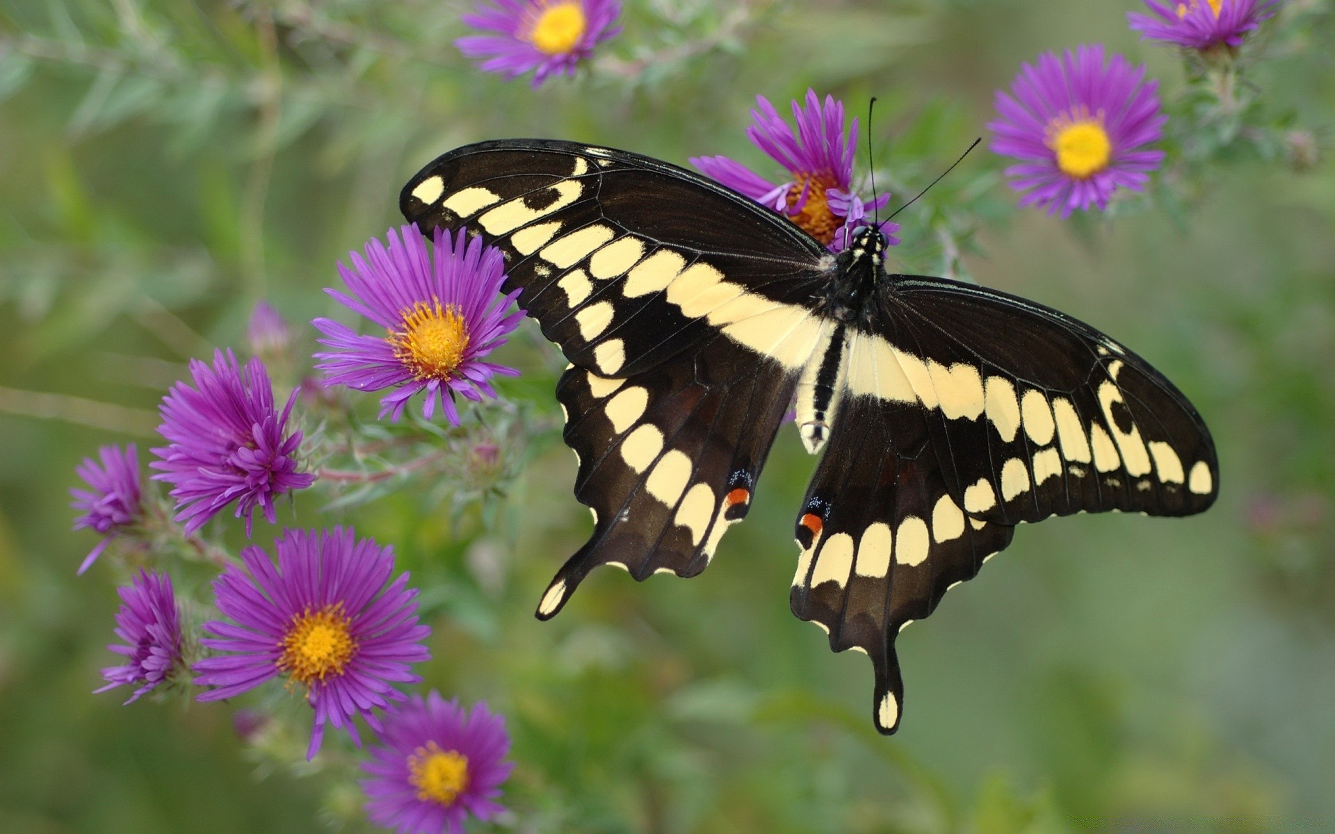 schmetterling natur blume sommer insekt garten im freien flora blühen hell farbe blatt blütenblatt floral flügel wild schön heuhaufen