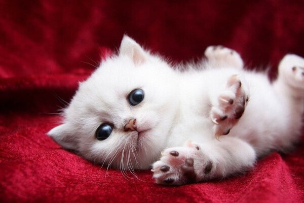 Cute picture of a little kitten