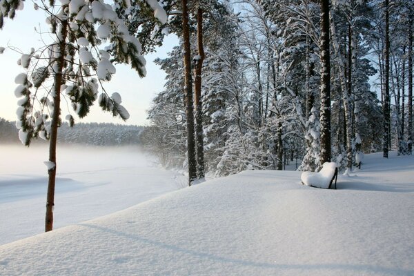 Frostiger Winter im Wald