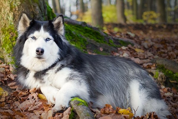 Blauäugiger Husky ruht unter einem Baum