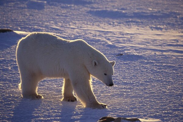 Jour glacial et ours