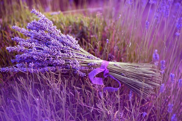 A bouquet of lavender with a lilac ribbon lies on a lavender field