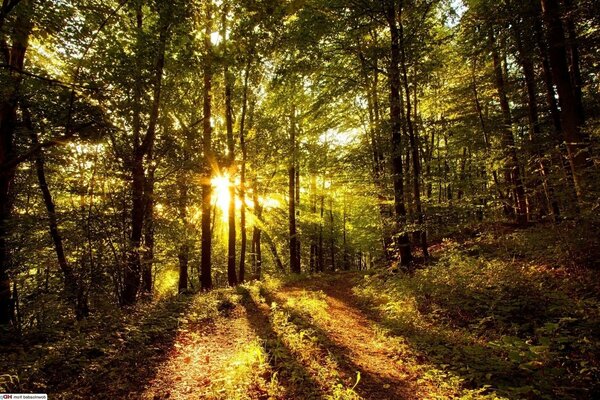 La luce attraversa gli alberi