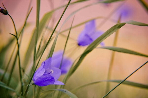 Belle foto di natura e fiori