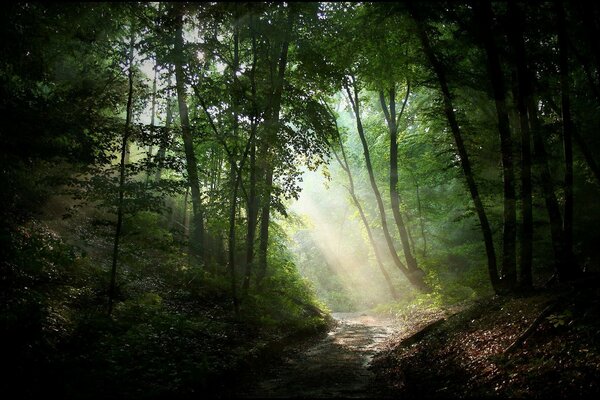 Floresta misteriosa, raios do sol através da folhagem