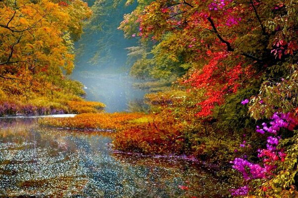 Natura fiume fogliame alberi autunno paesaggio