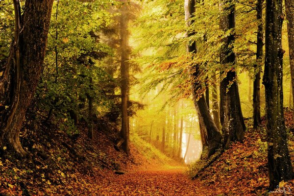 Foresta autunnale deserta e scura