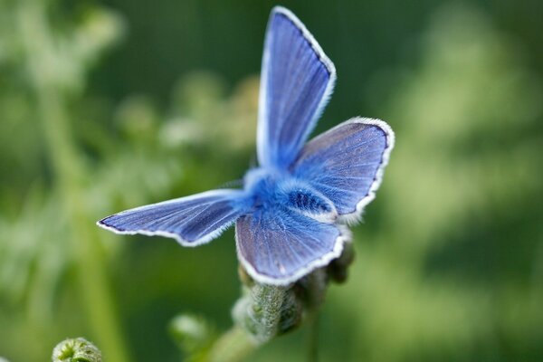 Blue butterfly with white edging