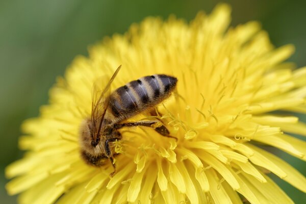 Bee collects pollen for honey