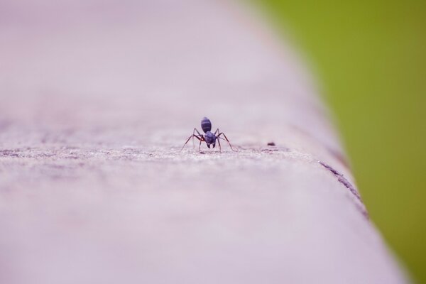 Petit insecte dans un espace ouvert