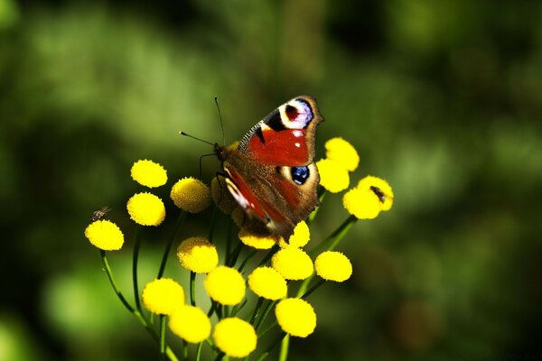 Hermosa mariposa en una flor amarilla