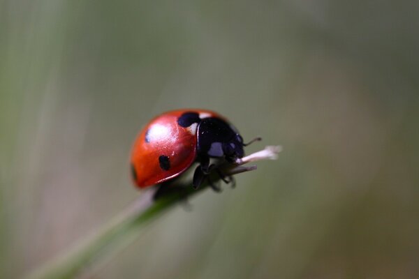 Petite coccinelle sur fond flou