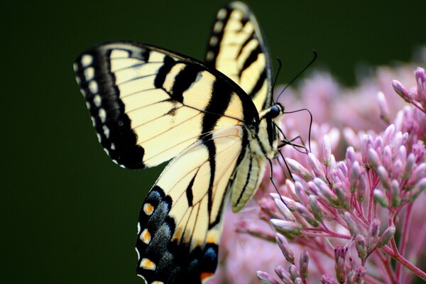 Pour un papillon, une fleur est comme un monde entier