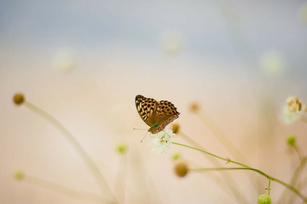 Borboleta brilhante em um fundo borrado da natureza