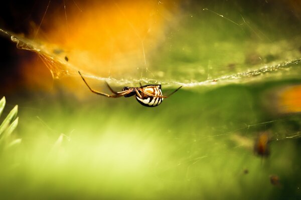 A spider weaves a large web