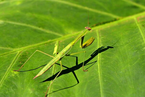 El insecto se disfraza de verde