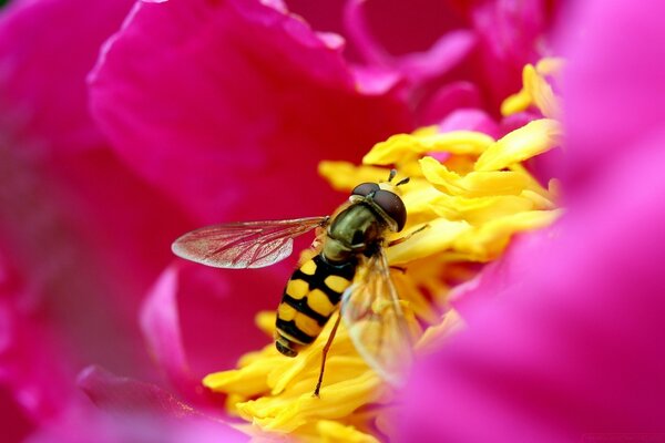 Naturaleza. Insecto en una flor brillante