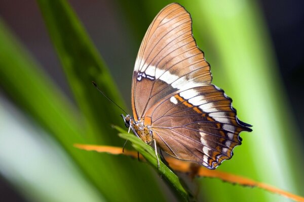 Schöner Schmetterling inmitten der Wildnis