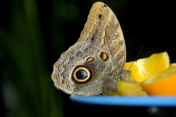 Schöner Schmetterling auf einem Taoelka mit Zitrusfrüchten