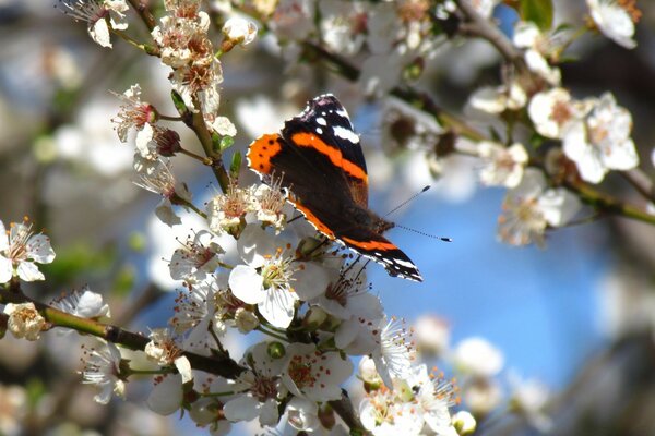 Butterfly on a tree on white flowers