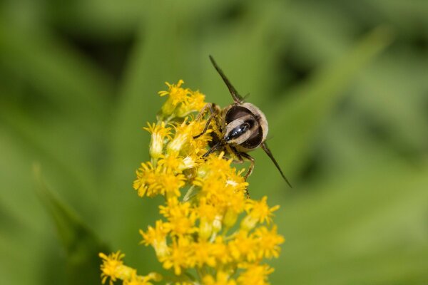 Gelbe Blume greift eine Biene an