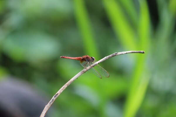 The insect landed on a bare branch